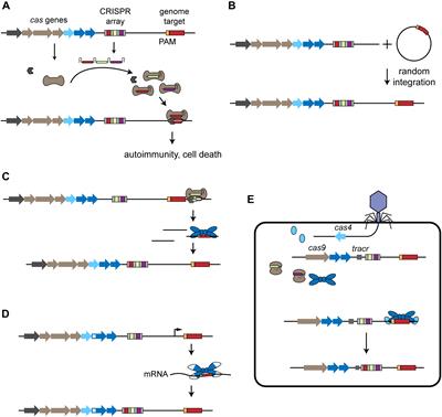 CRISPR-Cas Systems and the Paradox of Self-Targeting Spacers